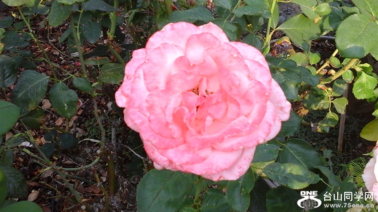 20140919_121245_.jpg