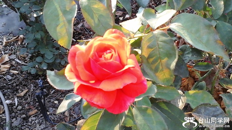 20140919_121030_.jpg