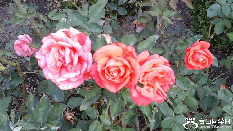 20140919_121319_.jpg