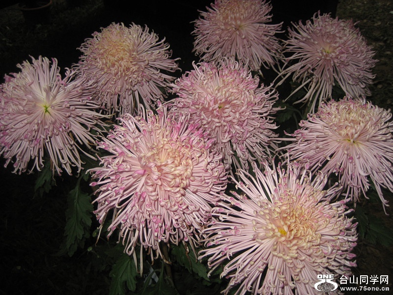2014 117_.jpg