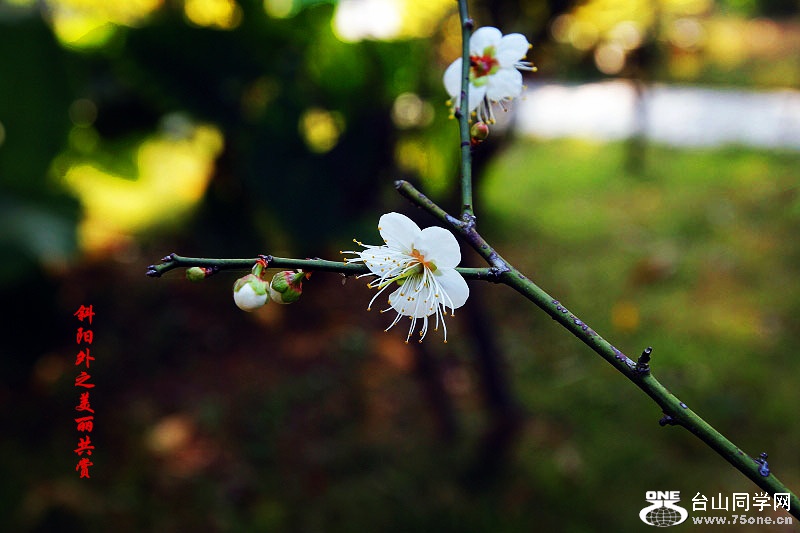 _MG_06402015.1.1_.jpg