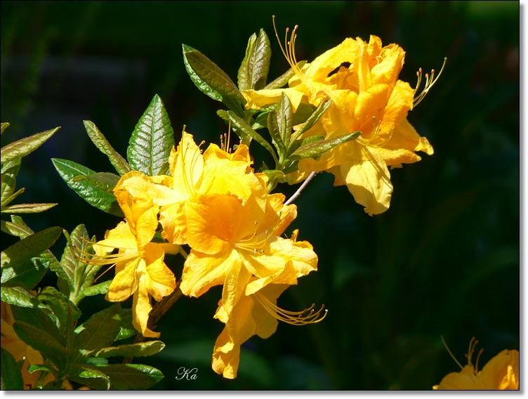 flowers 11--11--14 511.jpg