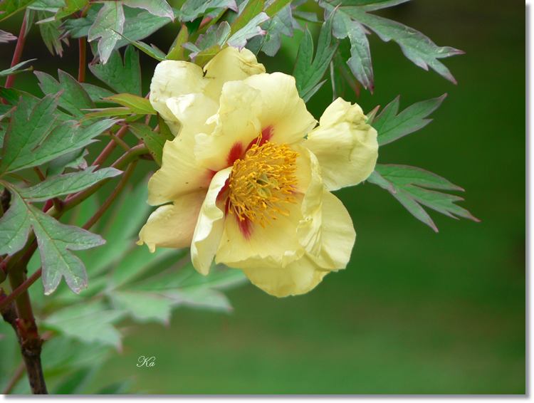 flowers 11--11--14 715.jpg