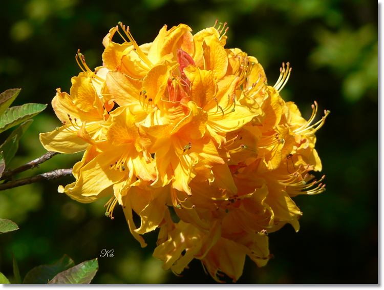 flowers 11--11--14 200.jpg