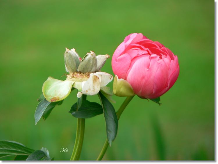 flowers 11--11--14 712.jpg