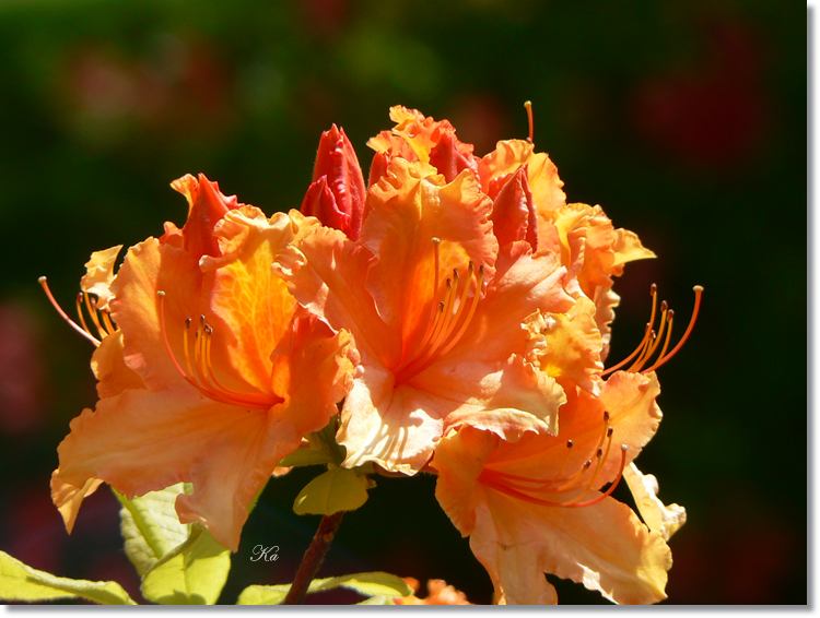 flowers 11--11--14 254.jpg