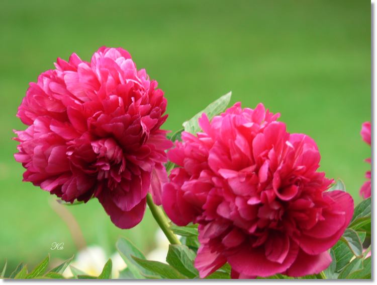 flowers 11--11--14 643.jpg