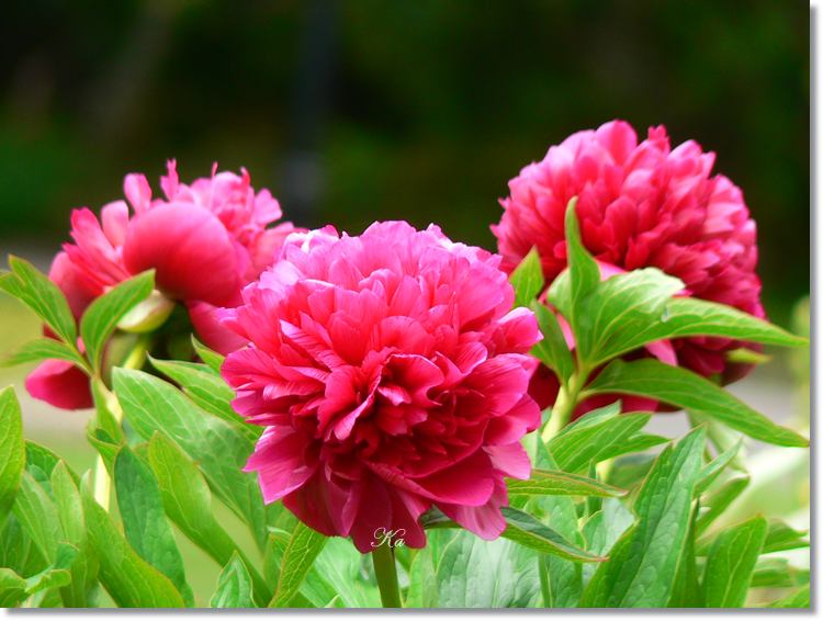 flowers 11--11--14 650.jpg
