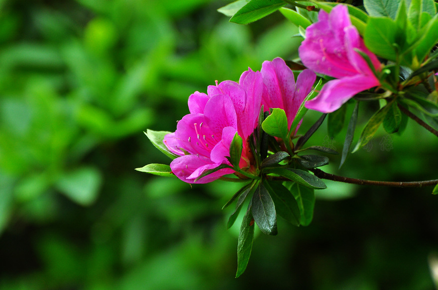 DSC_0033.jpg