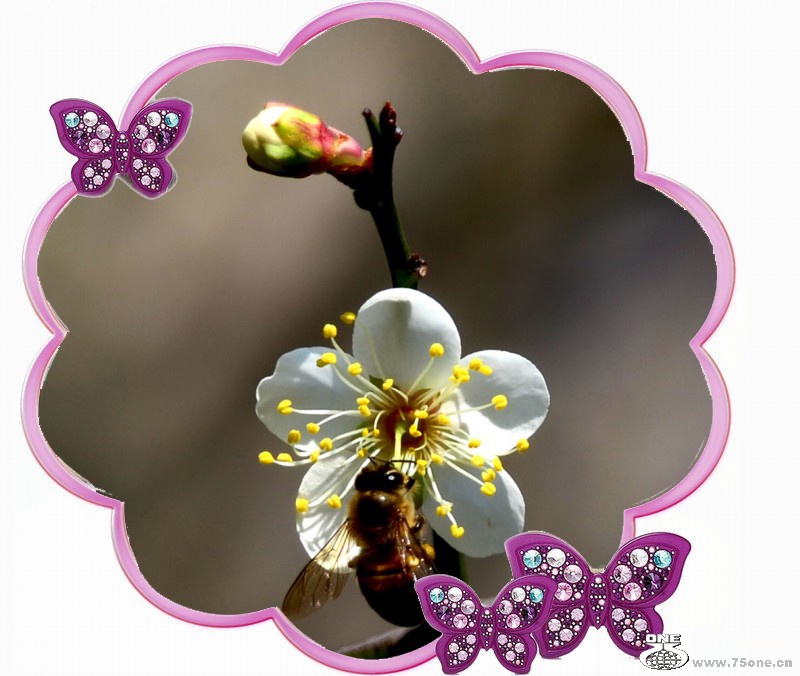 DSC_3352_conew1.jpg