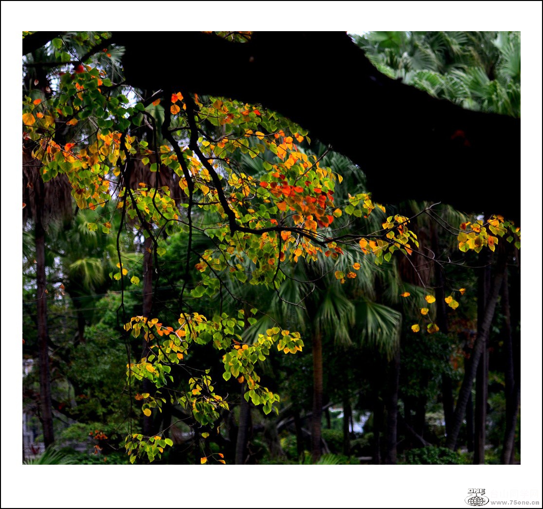 DSC_4118_conew1.jpg
