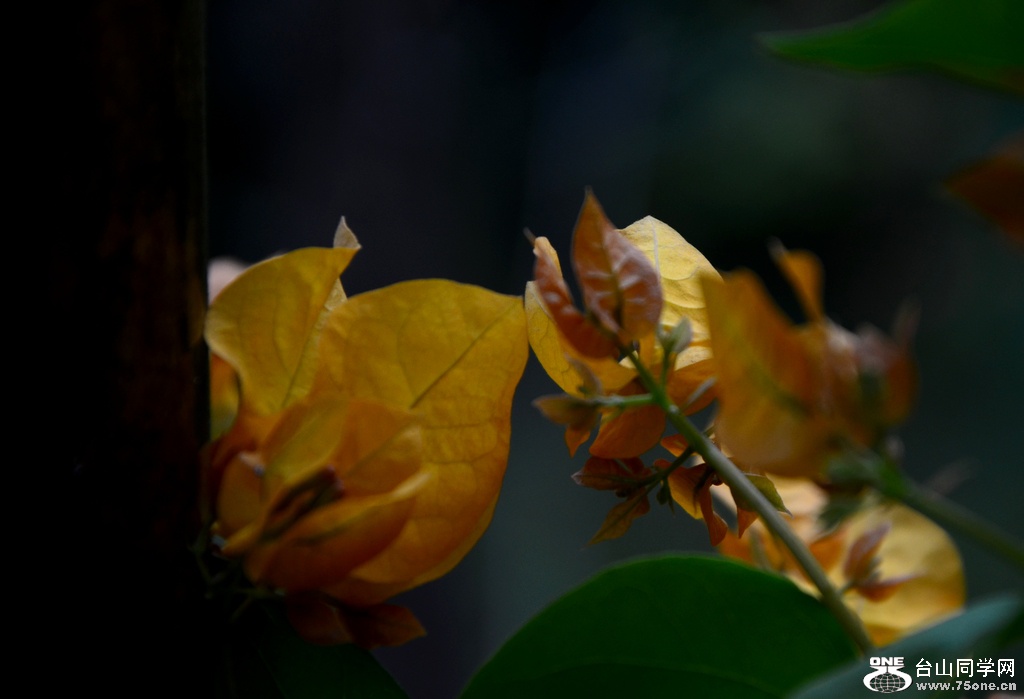 DSC_7081.JPG