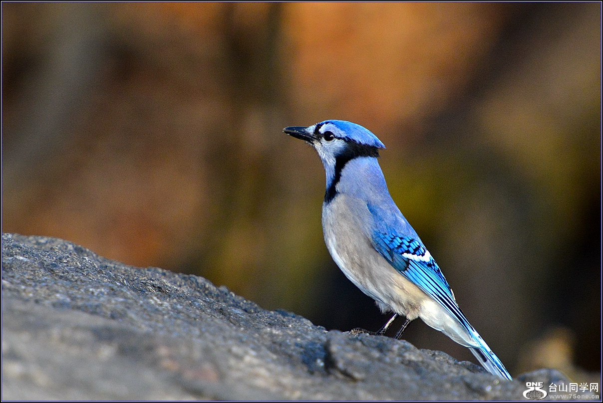DSC_7802.jpg