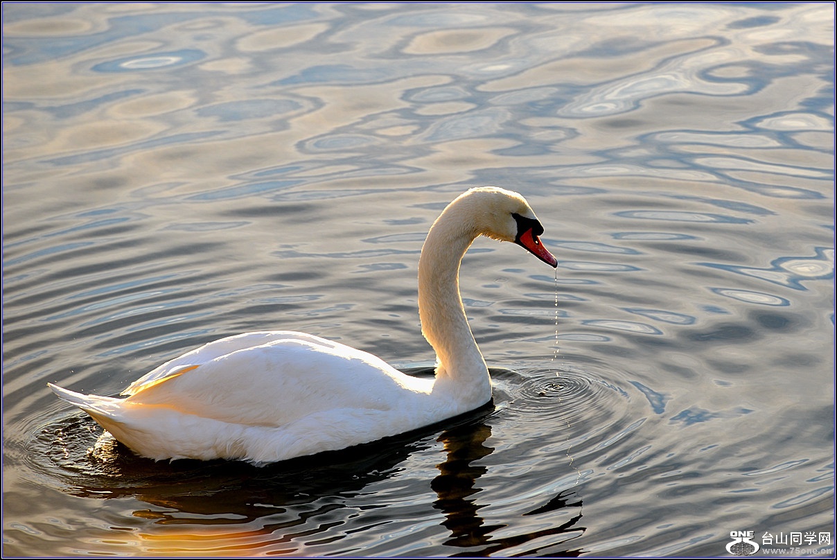 DSC_9423.jpg