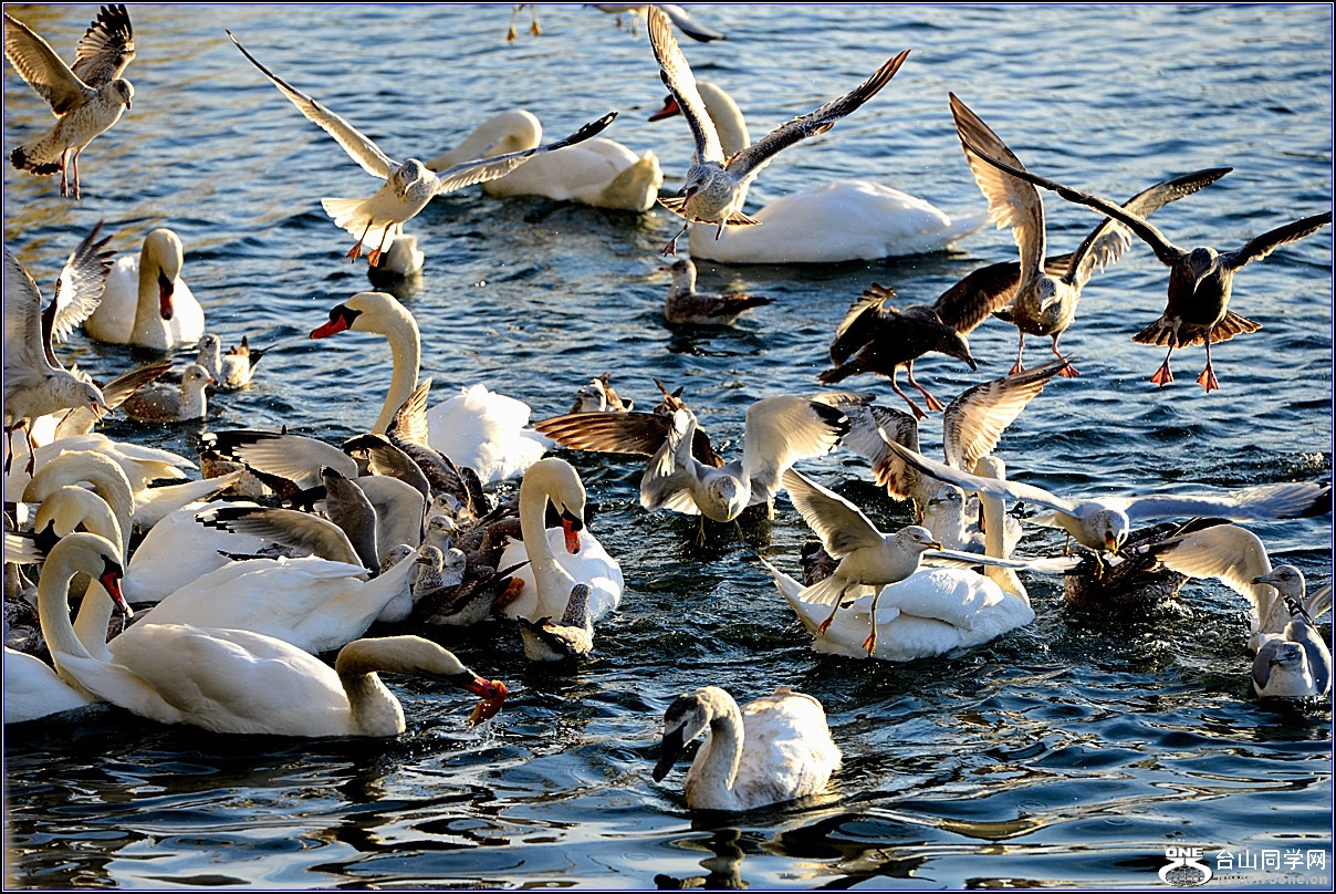 DSC_9542.jpg