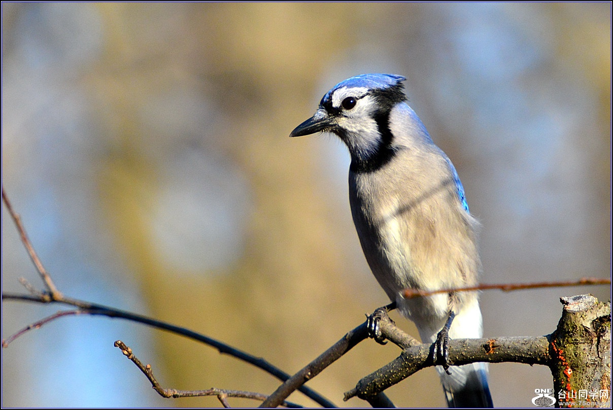 DSC_7681.jpg