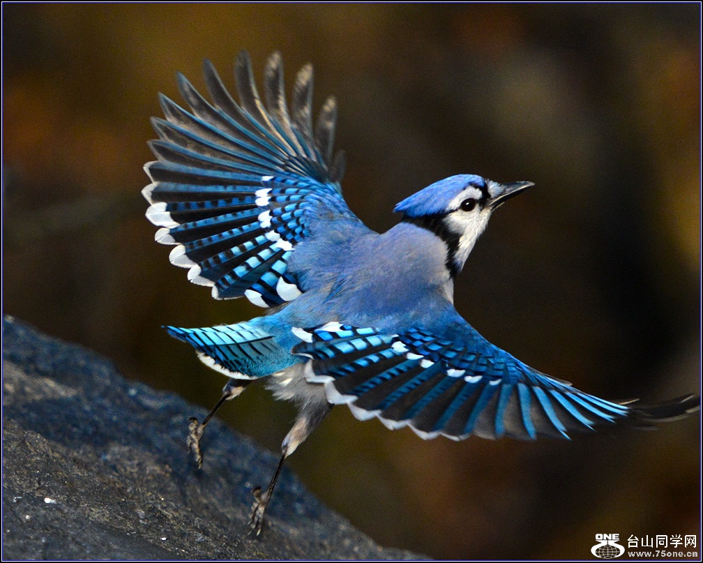 DSC_7767-2.jpg