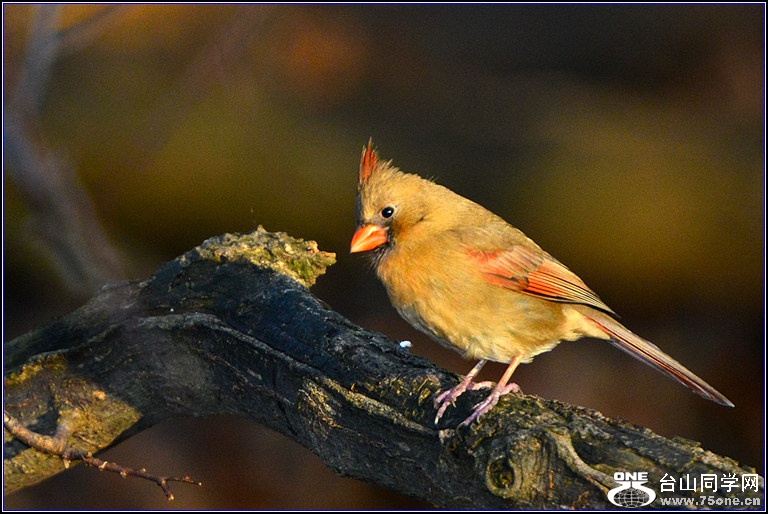 DSC_7882.jpg