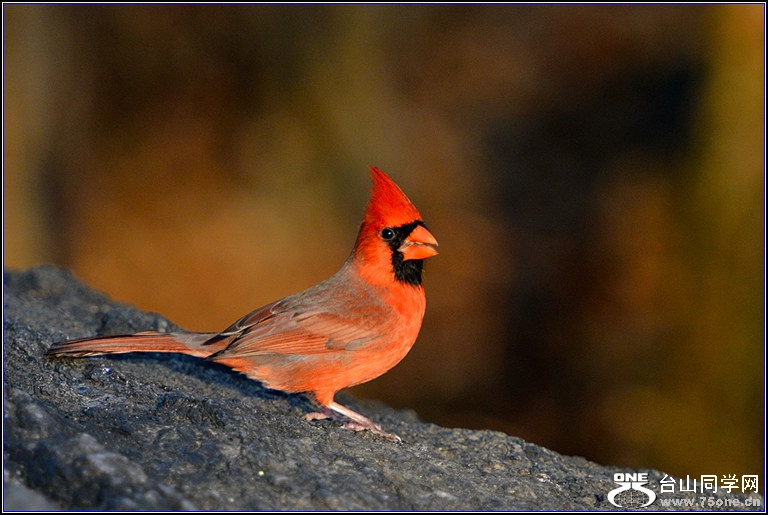 DSC_7922.jpg