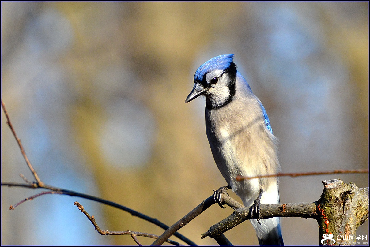 DSC_7686.jpg