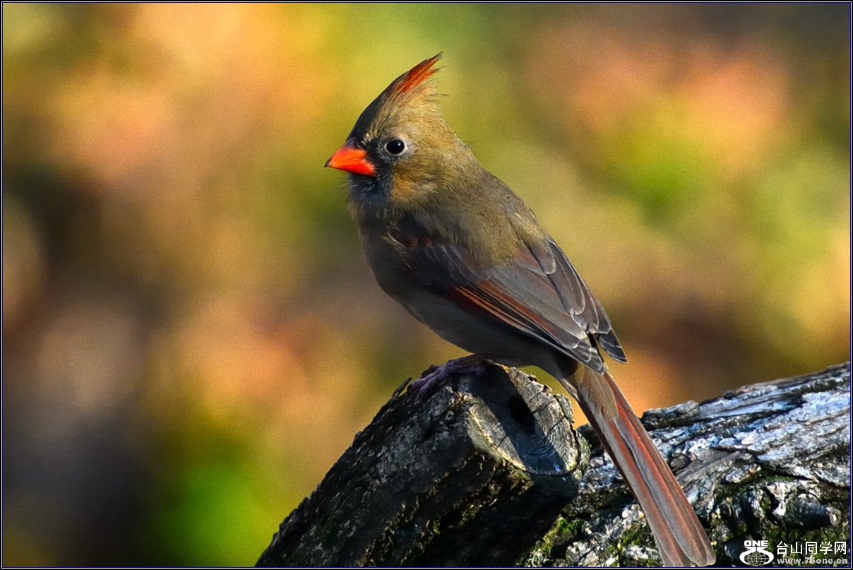 DSC_7598.jpg