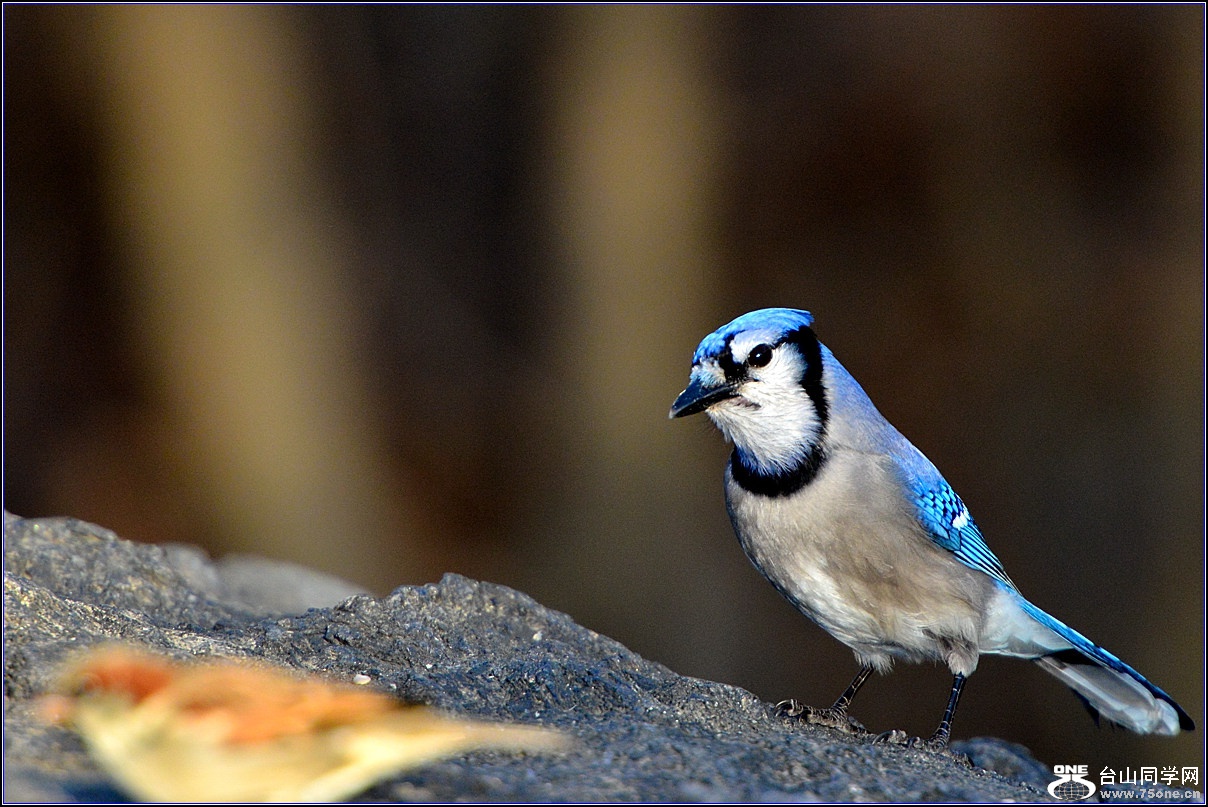 DSC_7817.jpg