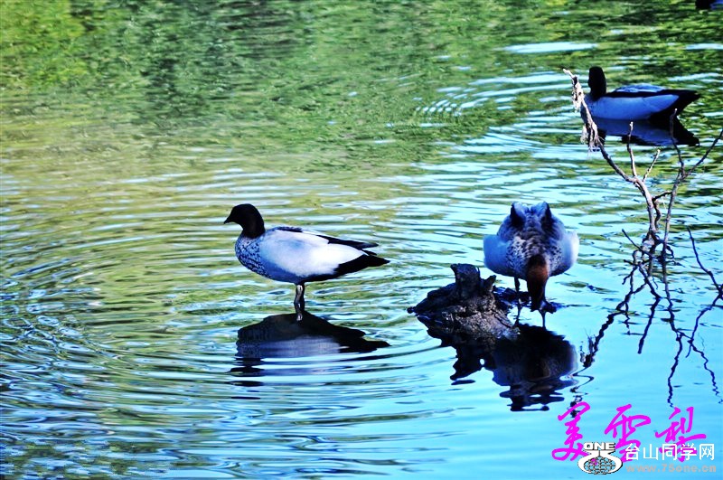DSC_0309_conew1.jpg