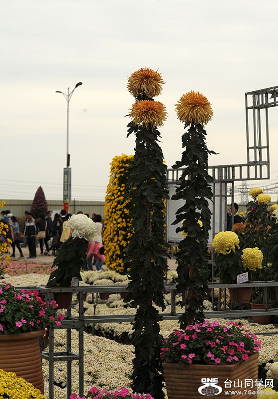 DSC_9327.jpg