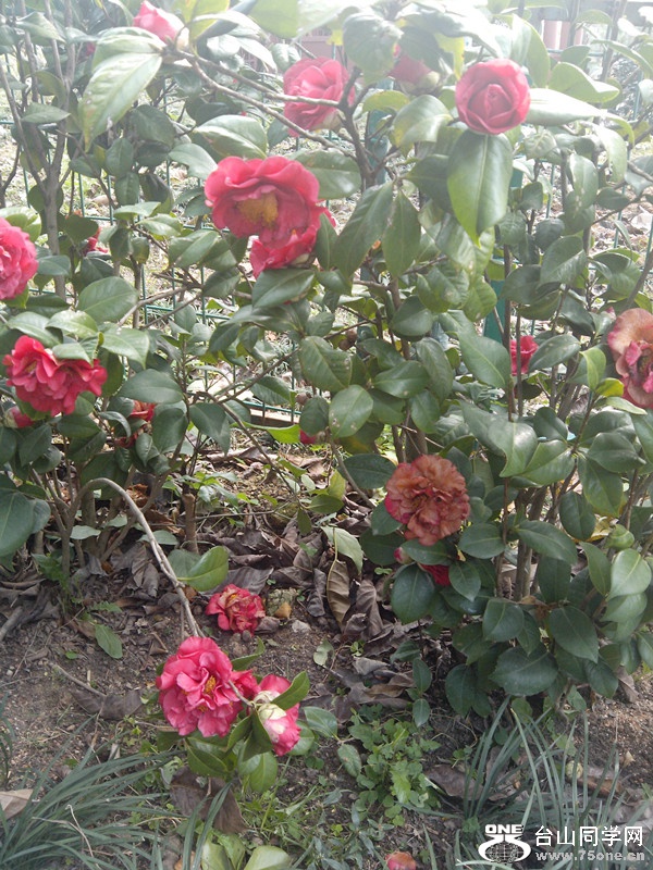 IMG_20150130_102006_副本.jpg