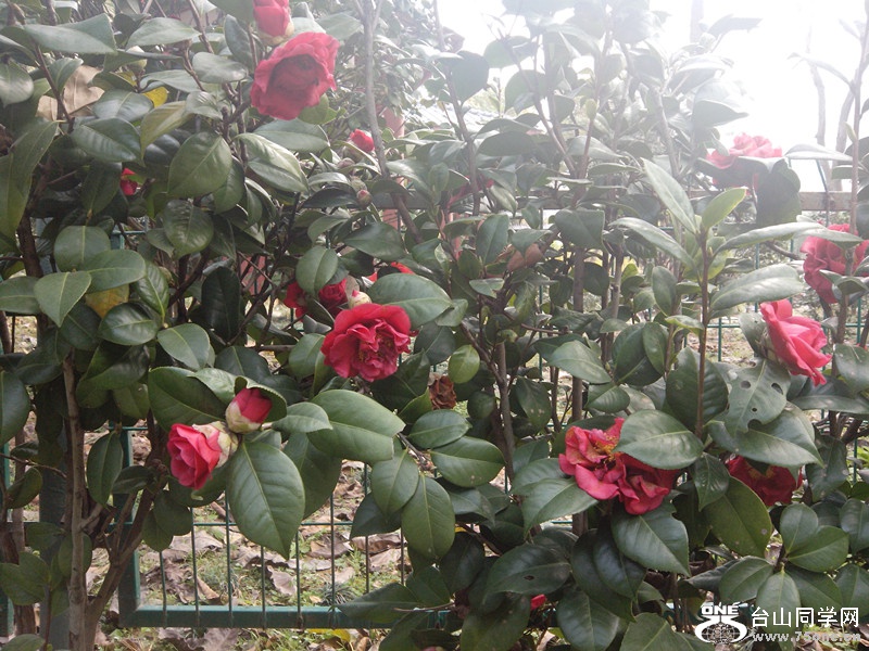 IMG_20150130_102040_副本.jpg