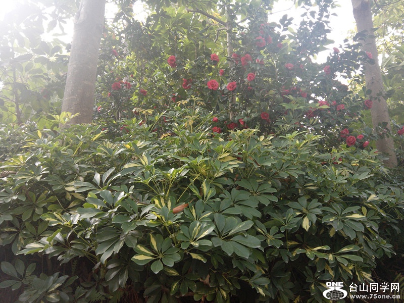 IMG_20150130_101333_副本.jpg