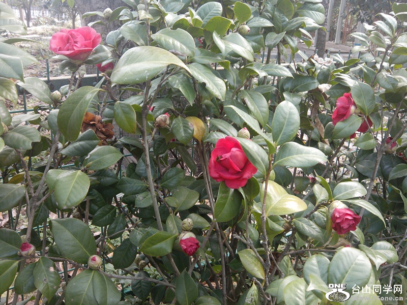 IMG_20150130_102056_副本.jpg