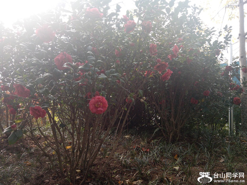 IMG_20150130_101505_副本.jpg