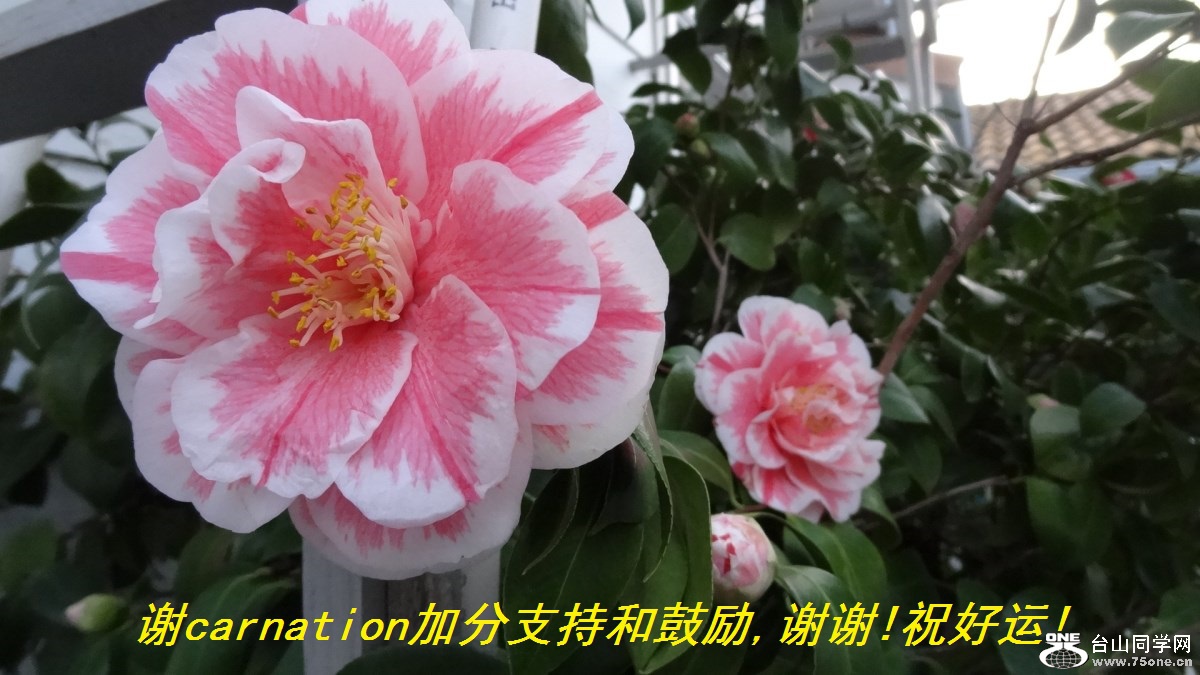 谢carnation加分支持和鼓励,谢谢!祝好运!.jpg