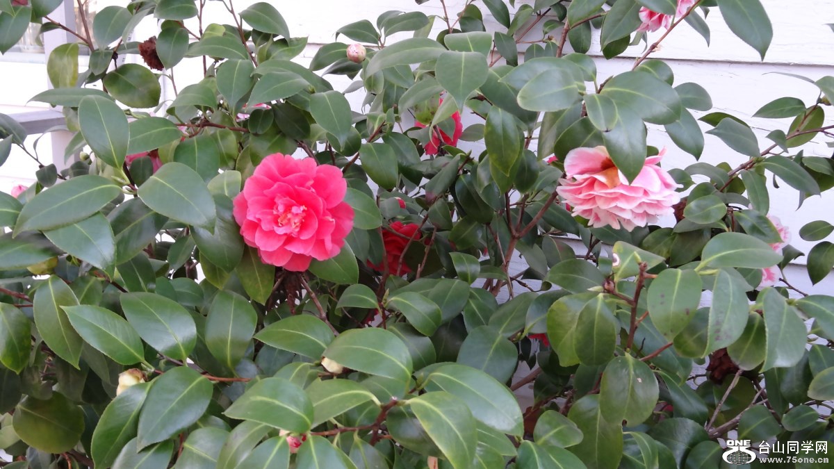 DSC02472.jpg