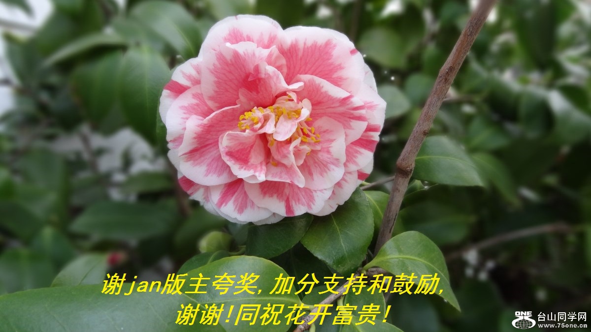 лjan佱,ӷֺ֧͹,лл!ͬף!.jpg