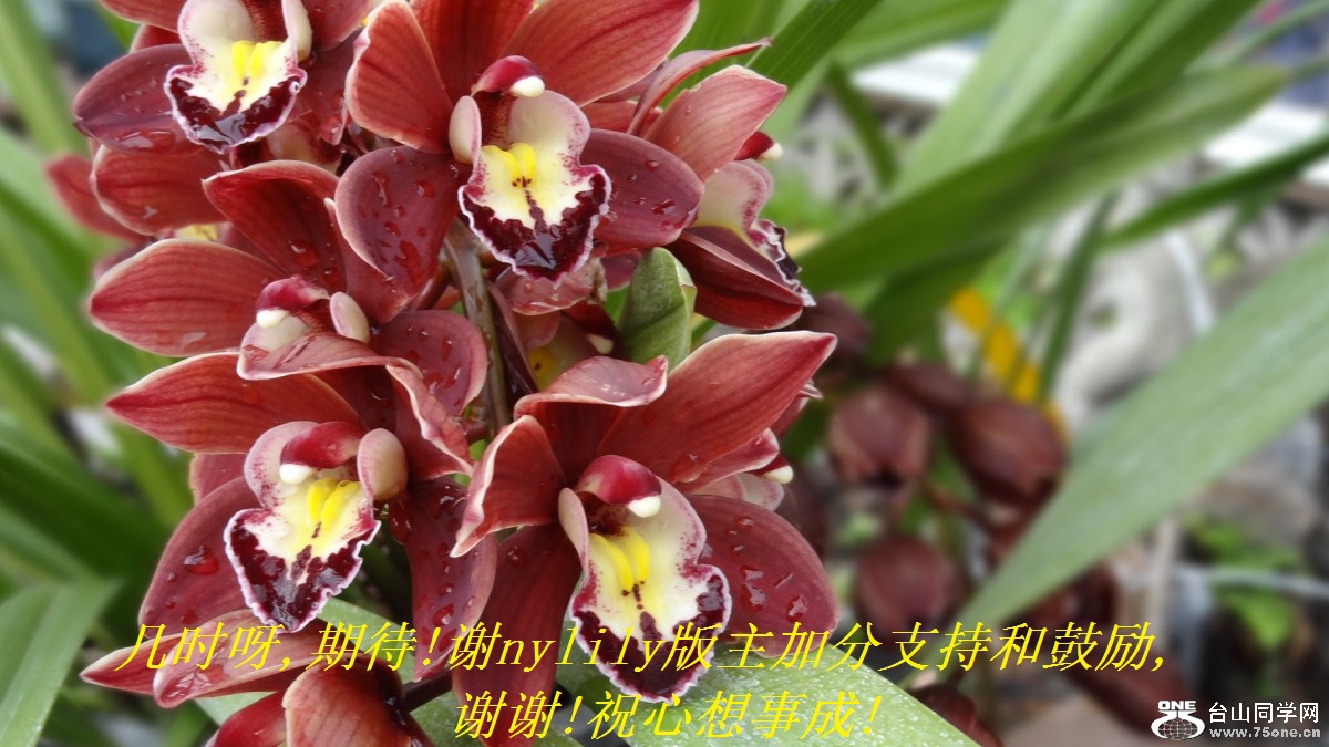 几时呀,期待!谢nylily版主加分支持和鼓励,谢谢!祝心想事成!.jpg