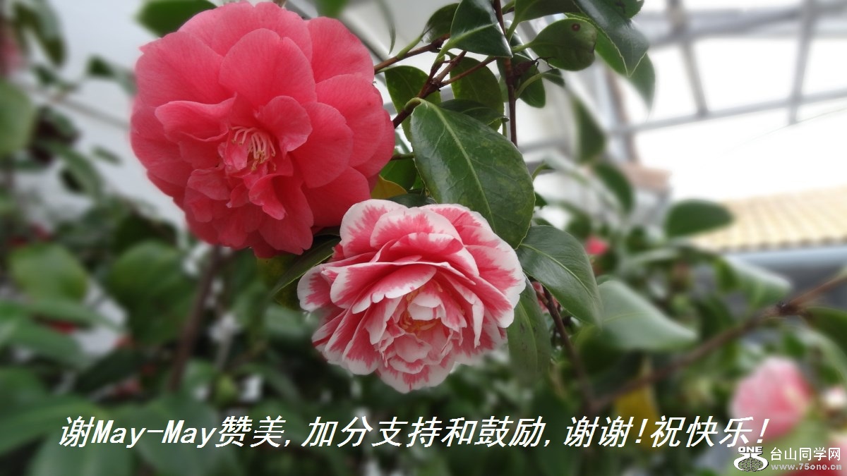 谢May-May赞美,加分支持和鼓励,谢谢!祝快乐!.jpg