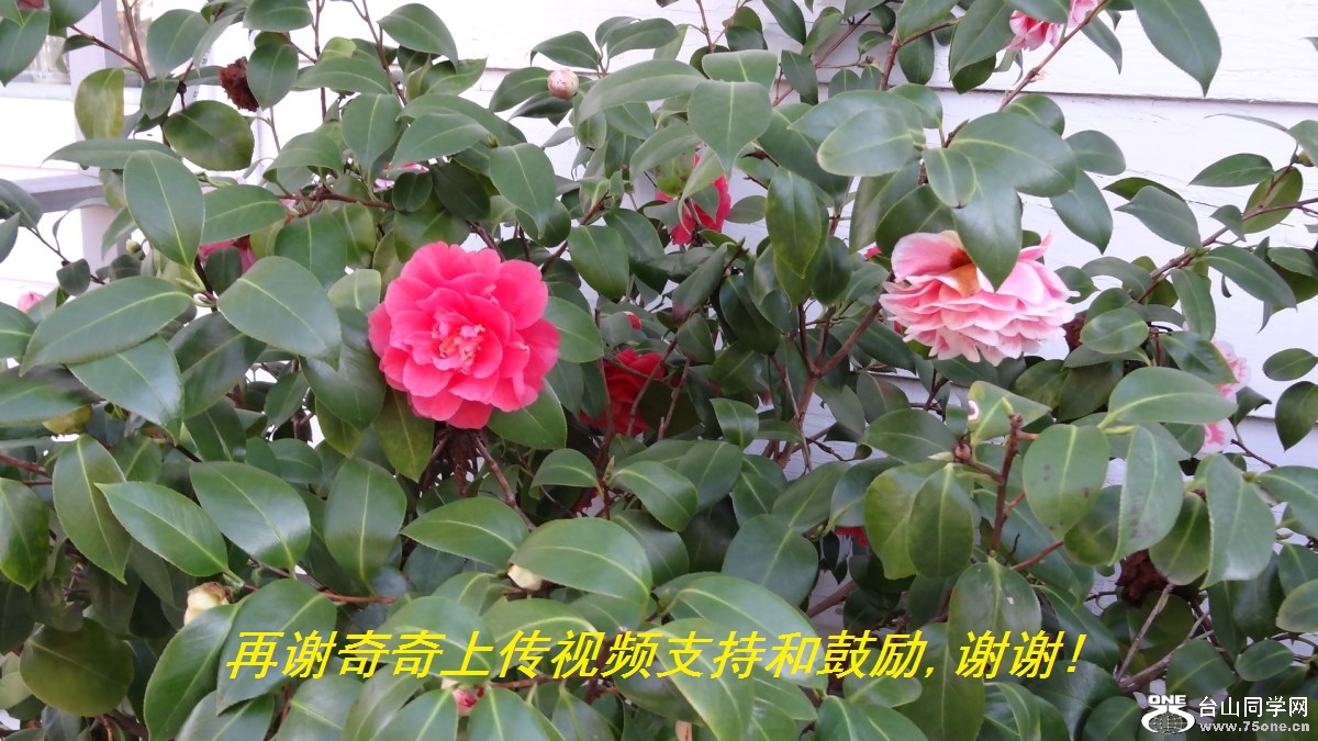 再谢奇奇上传视频支持和鼓励,谢谢!.jpg
