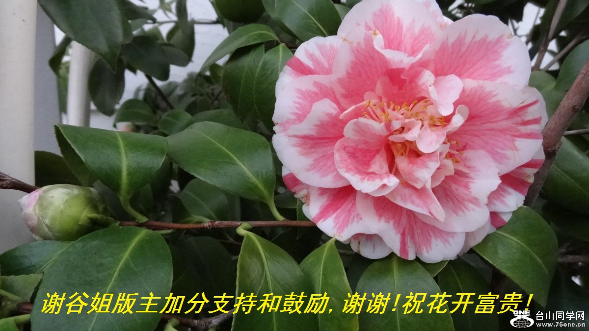 谢谷姐版主加分支持和鼓励,谢谢!祝花开富贵!.jpg