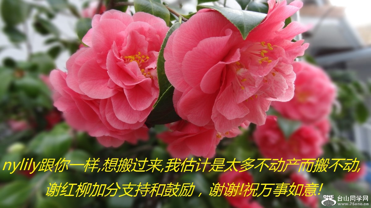 nylily靓姐跟你一样,想搬过来,我估计是太多不动产而搬不动,谢红柳加分支持和鼓励，谢谢!祝万事如意!.jpg