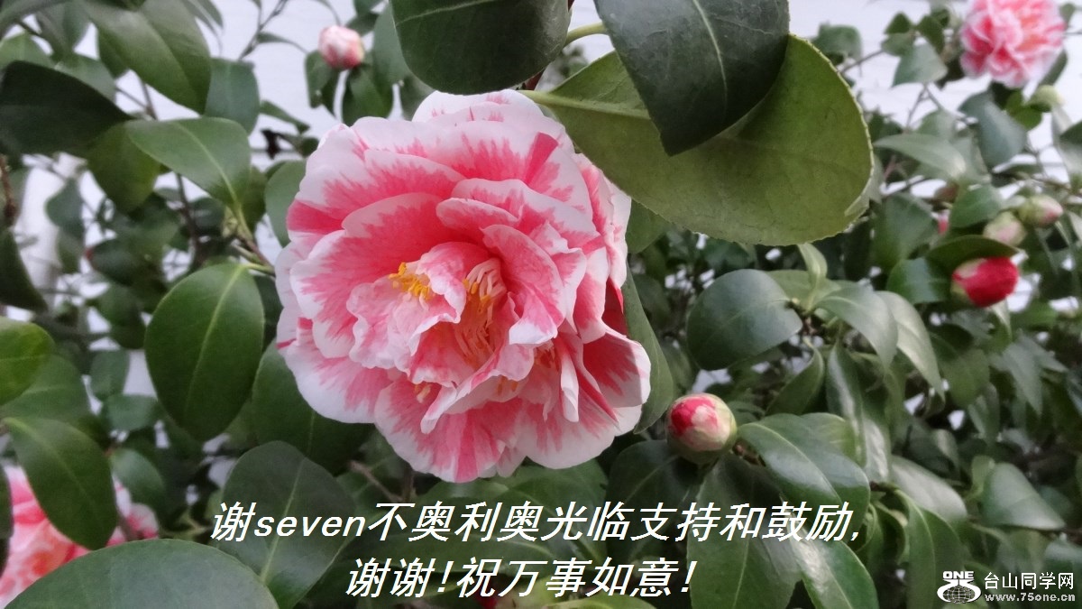 谢seven不奥利奥光临支持和鼓励,谢谢!祝万事如意!.jpg