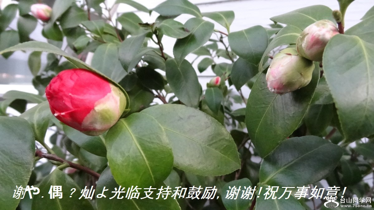谢や.偶﹖灿よ光临支持和鼓励,谢谢!祝万事如意!.jpg