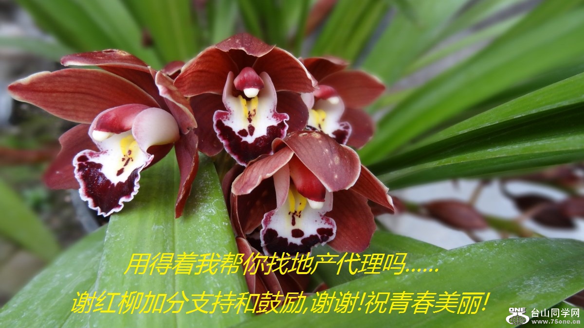 用得着我帮你找地产代理吗......谢红柳加分支持和鼓励,谢谢!祝青春美丽!.jpg