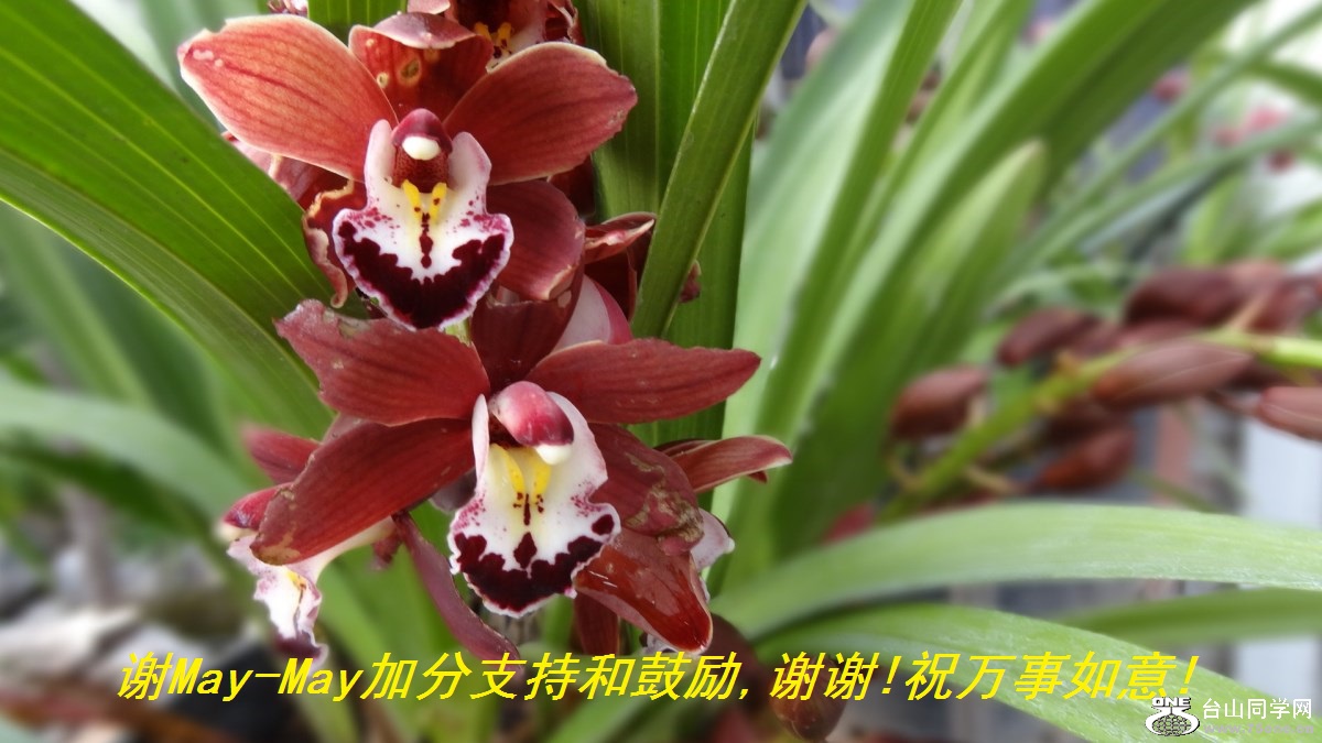 谢May-May加分支持和鼓励,谢谢!祝万事如意!.jpg