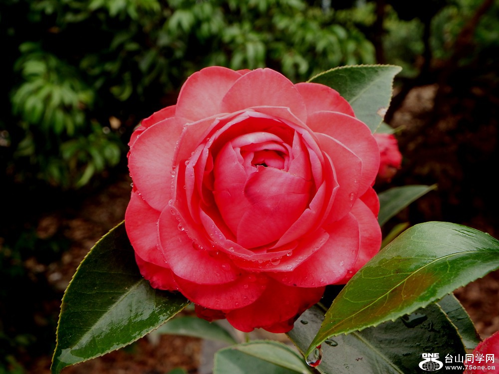 DSCF1955.JPG