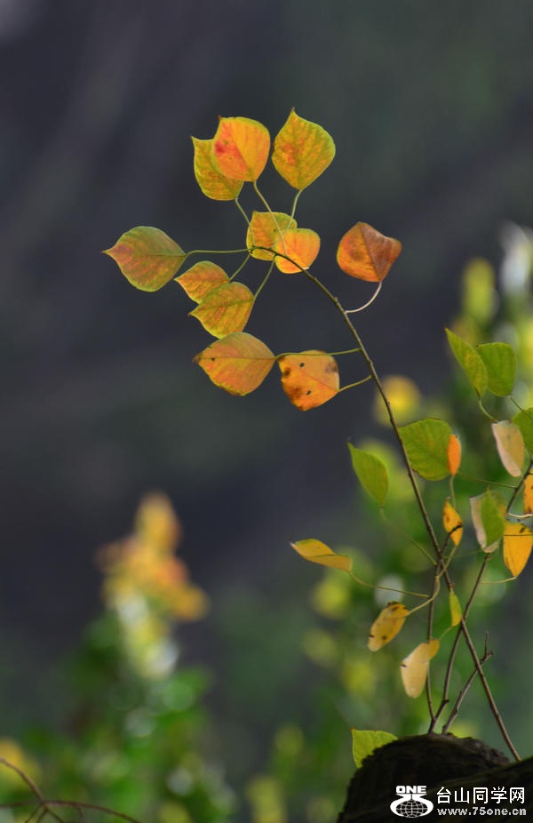 Ƭ 045.jpg