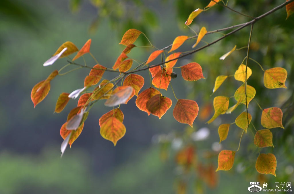Ƭ 043.jpg