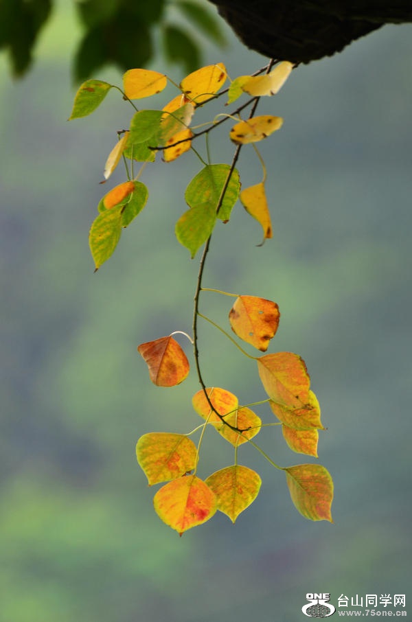 Ƭ 040.jpg