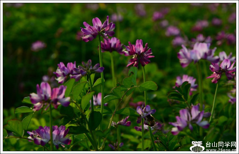 DSC_3929_1.JPG